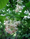 Staphylea pinnata